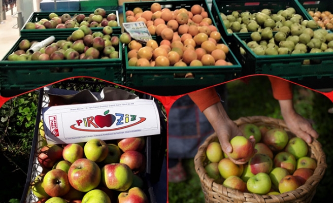 Piraziz Elması, Zincir Marketlerin Reyonlarında Yerini Aldı