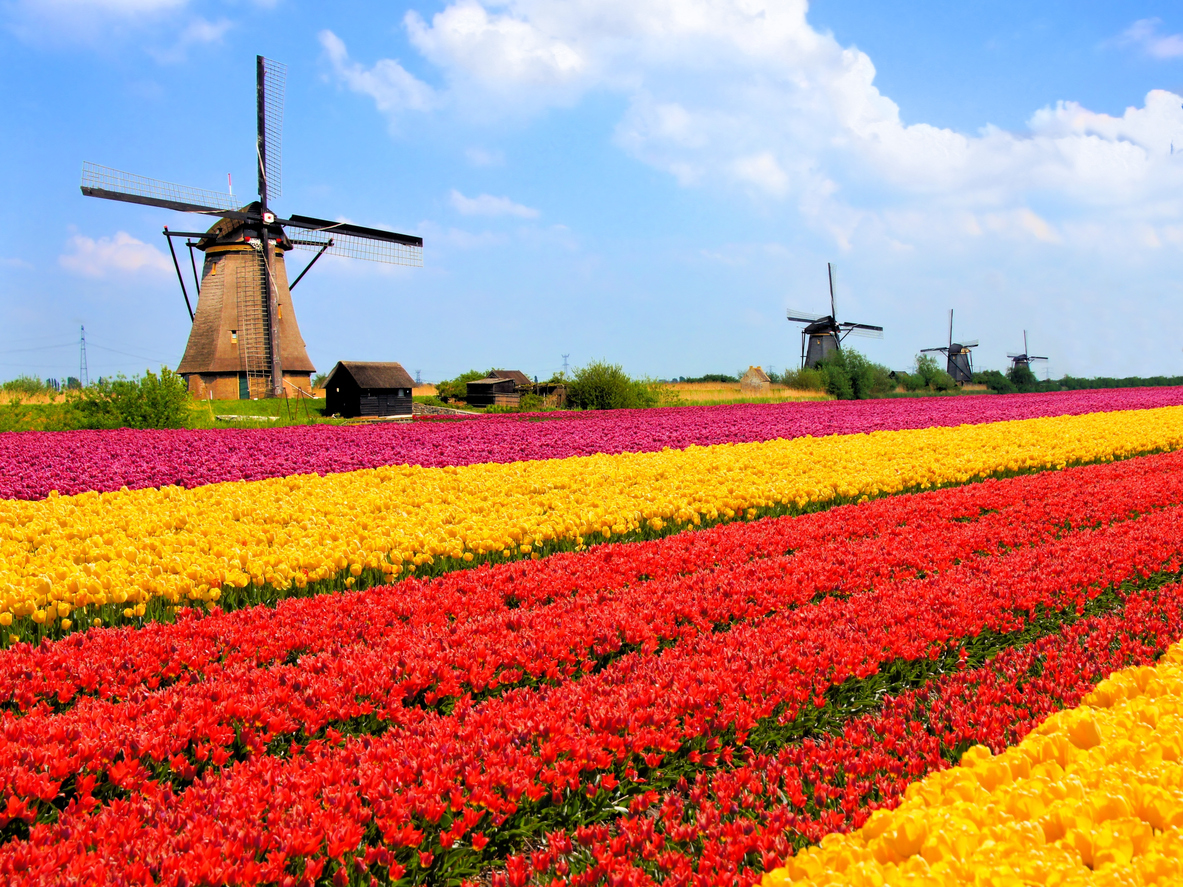 Hollanda 94,5 milyar euroluk tarım ihracatı ile dünya ikincisi oldu