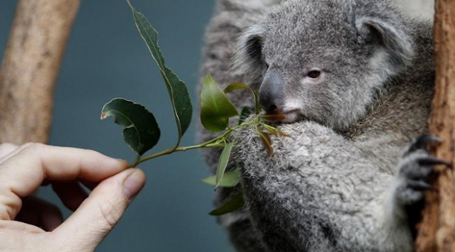 Avustralya Katliama Koalalarla Devam Ediyor
