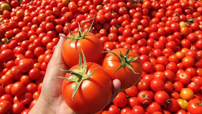 Rusya, Türkiye’den domates alımını artırıyor