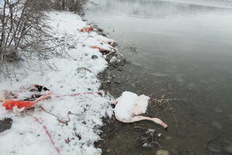 Konya’da Flamingolar Soğuktan Ölüyor!