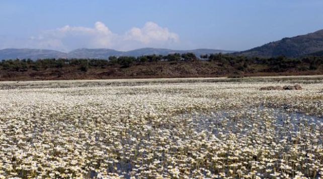 Hatay’daki Volkanik Gölü Su Papatyaları Sardı