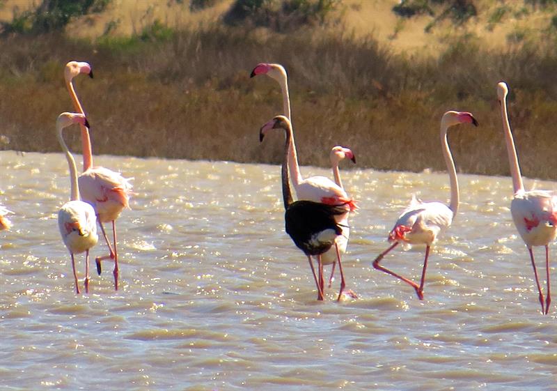 Siyah Flamingo, Türkiye’de 3 Yıl Sonra Tekrar Görüldü