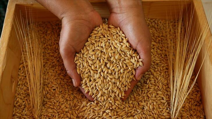 TMO Vadeli Arpa Satışlarına Başladı! İşte Buğday, Mısır, Arpa ve Yulaf Fiyatları