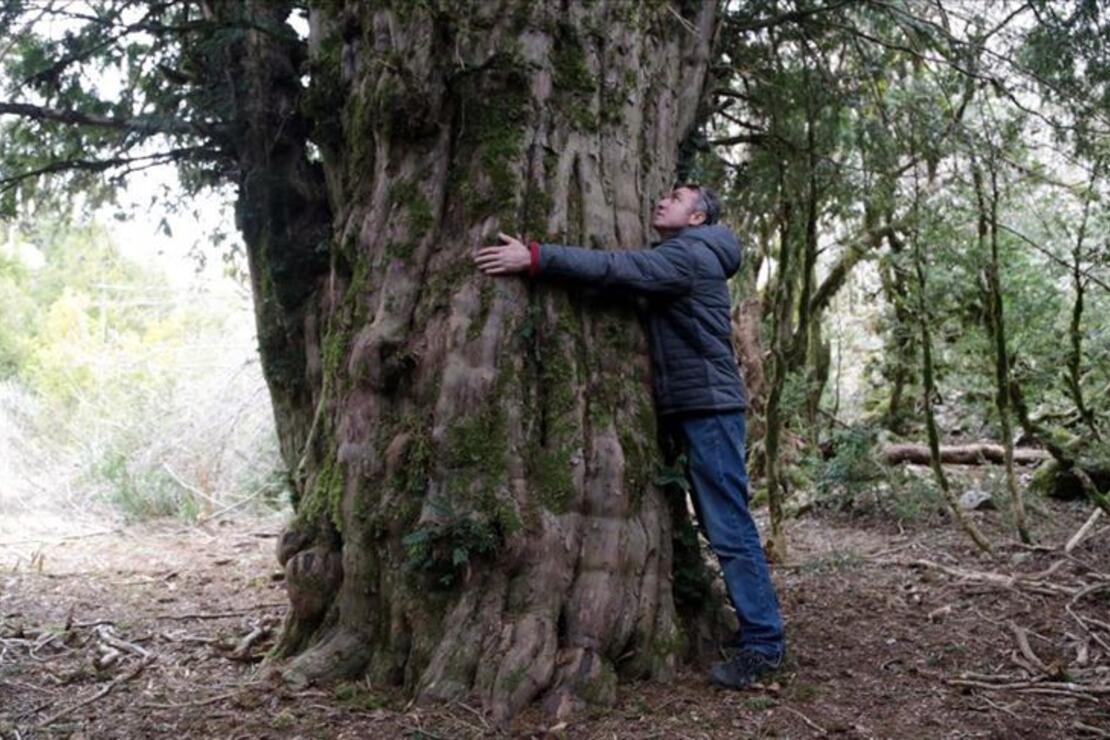 Tesadüfen 2 Bin 500 Yıllık Ağaç Bulundu