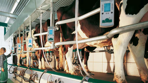 TÜİK Açıkladı: Ocak Ayında İnek Sütü Yüzde 8.9 Arttı!