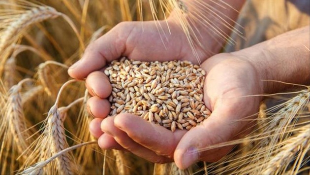 Buğday, Arpa ve Mercimekte Yüksek Rekolte Bekleniyor