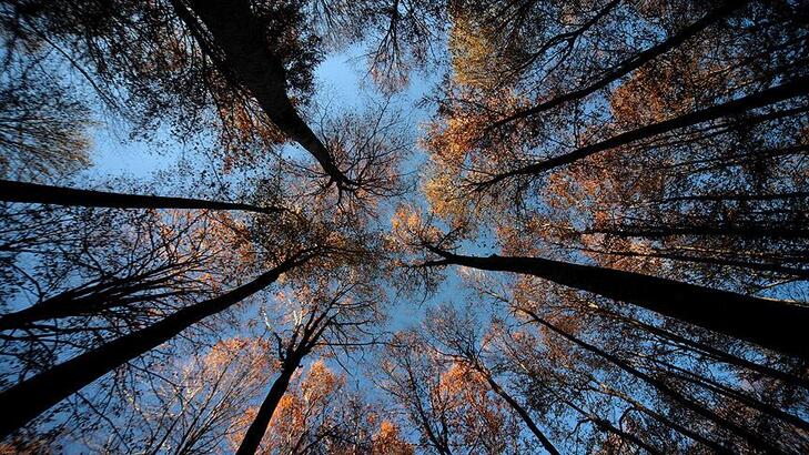 Ormanların Gençleştirilmesine Yaklaşık 300 Milyon Lira Harcandı