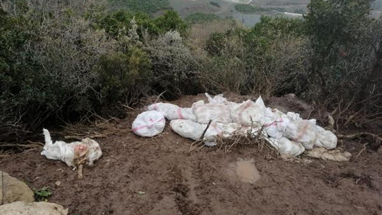 Araziye 400 Tavuk Ölüsü Atan Çiftlik Sahibine 88 Bin Lira Ceza