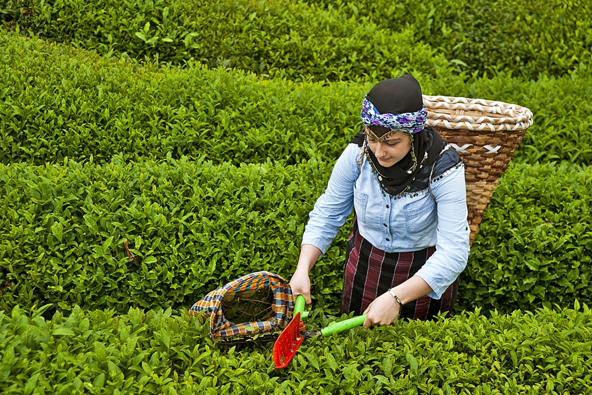 Çay Toplama Yasağı: Karadenizde 100 Bin İstanbullunun Çay Bahçesi Var