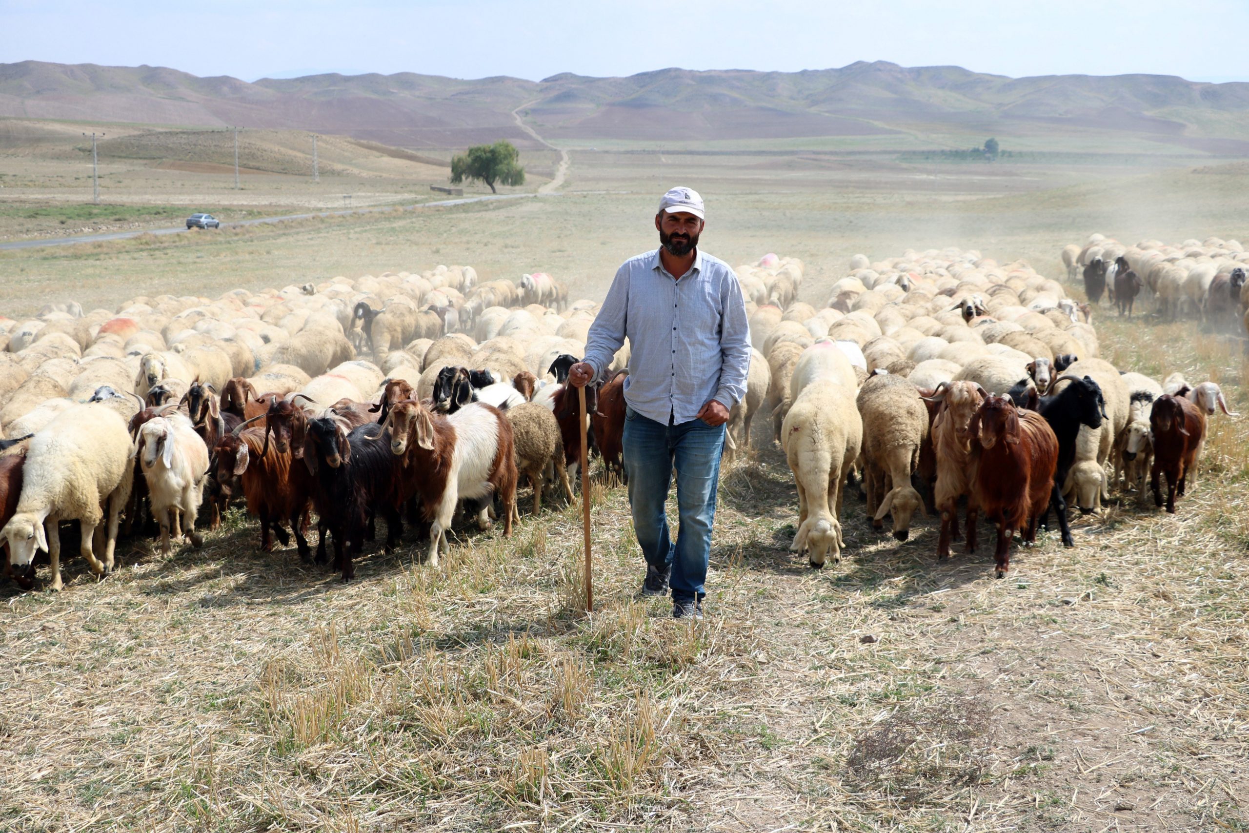 Tarım ve Orman Bakanlığı’ndan 53 Milyon Liralık Çoban Desteği Ödemesi