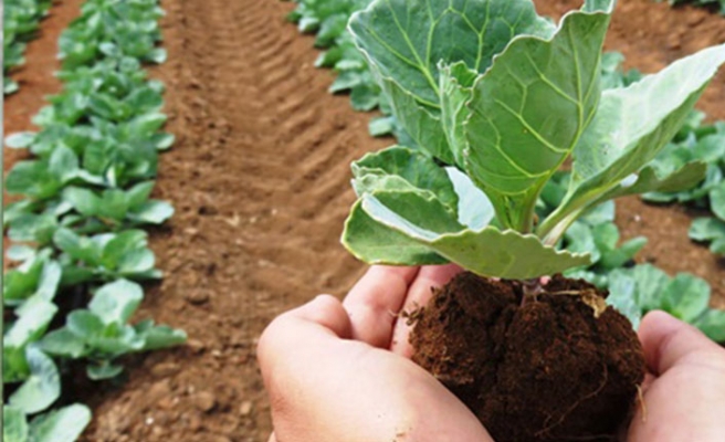 İyi ve Organik Tarım Uygulamalarına “Mücbir Sebep” Düzenlemesi