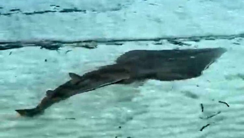 İzmir’de Yaklaşık 2 Metre Uzunluğunda ‘Kemane’ Balığı Görüntülendi