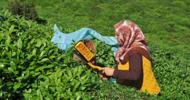 Çay Göçü Başlıyor; 50 Bin Üretici Bu Gece Yola Çıkıyor