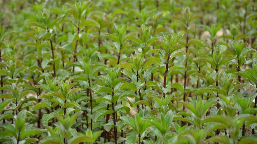 Küçük Tarım Arazileri Tıbbi Aromatik Bitkilerle Ekonomiye Kazandırılıyor