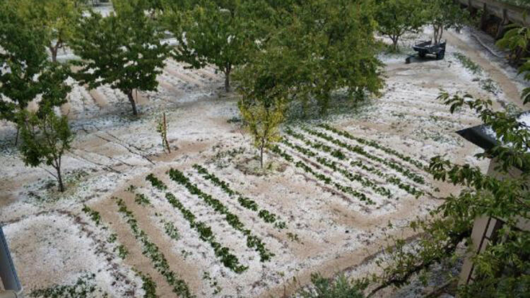 Amasya’da dolu, tarım arazilerine zarar verdi