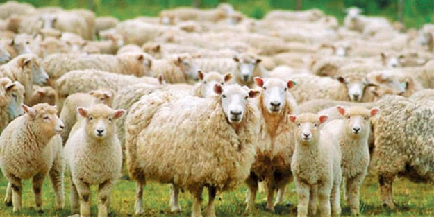 Afyon’da koyunlar ölümcül “koyun çiçek” hastalığına yakalandı