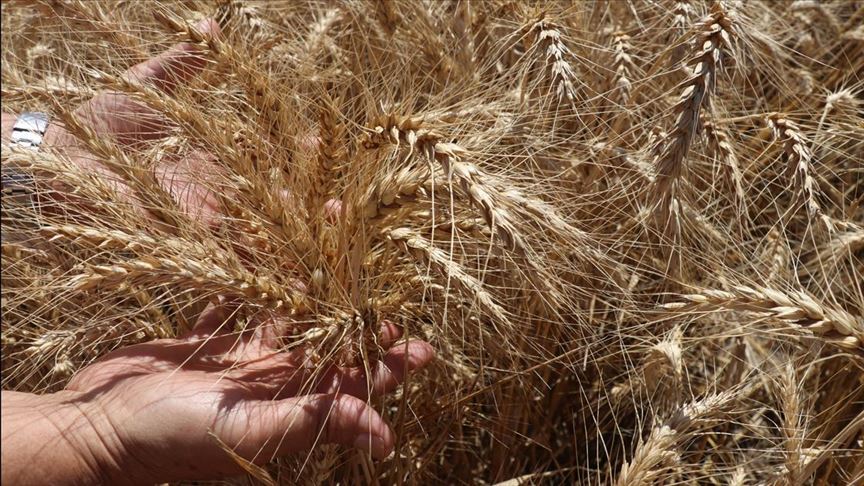 Doğu Akdeniz Tarımsal Araştırma Enstitüsünden 10 yeni tohum çeşidi