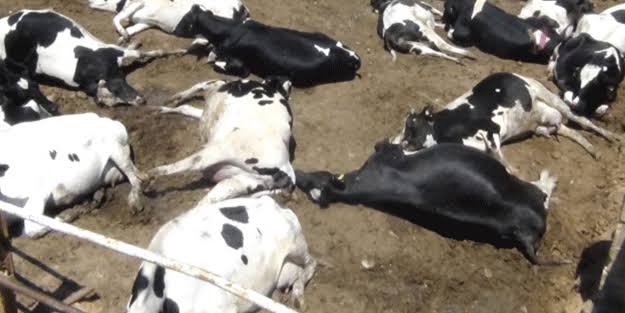 images 32