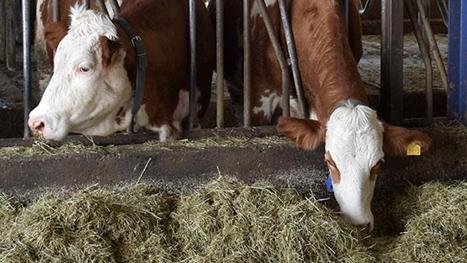 tzob baskani 8220sut ureticisi damizliklari kesime gonderiyor cig sut fiyati artirilmali8221 1