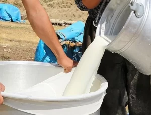 İnekler Kesime Gidiyor Piyasada Süt Bulmak Zorlaşıyor