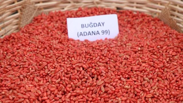 bugday aa 1934890 2 1