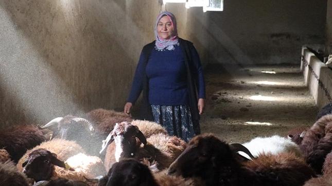 Destekle Sürü Sahibi Olan Ağrılı Kadın Çiftçinin Hedefi 500 Koyuna Ulaşmak