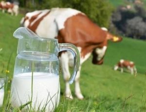 Süt Üreticilerini Desteklemek Amacıyla “Süt Davası” Kampanyası Başlatıldı