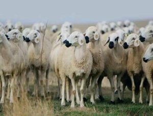 75 Koyun ve Keçisi Olana Hibe Desteği Başvuruları Başladı!