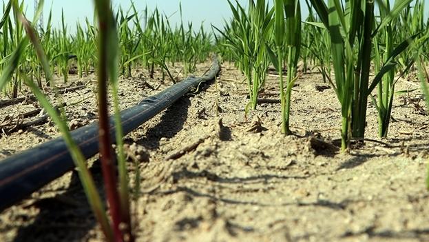 Buğday Üretiminde Damla Sulama Yöntemiyle Ortalama Yüzde 30 Su Tasarrufu Sağlandı