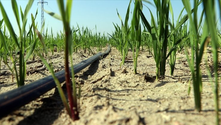 Buğday Üretiminde Damla Sulama Yöntemiyle Ortalama Yüzde 30 Su Tasarrufu Sağlandı