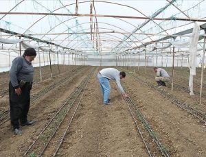 Depreme Rağmen Kahramanmaraş’ta Çiftçiler ve Besiciler Üretimi Sürdürüyor