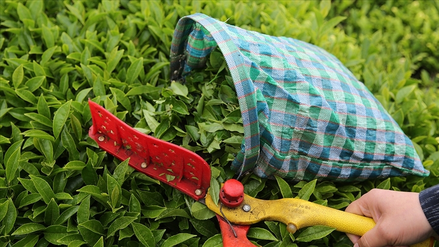 thumbs b c 4fa3617b822a8fd1de5f34b3f3b21e07