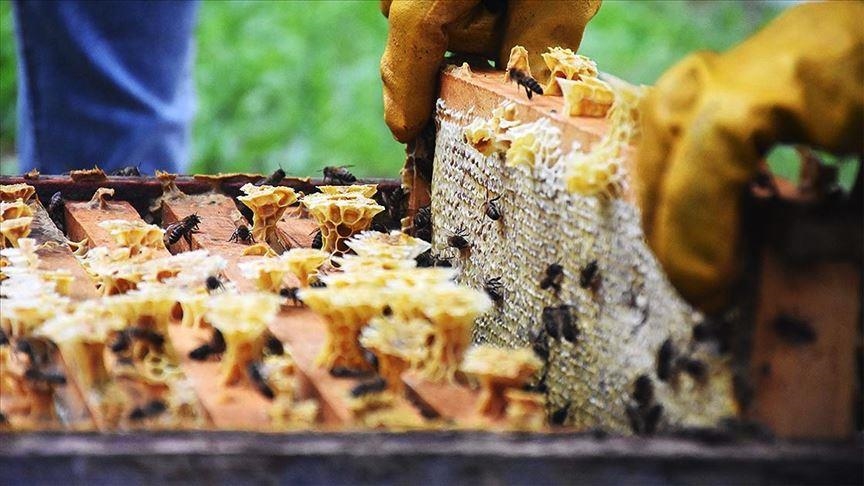 thumbs b c ff953ee584332d2cdb285b0ff5706d11