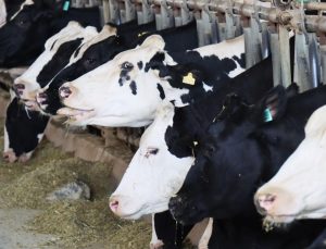 İnek Sütü Miktarı Şubatta Yıllık Bazda Yüzde 0,5 Arttı