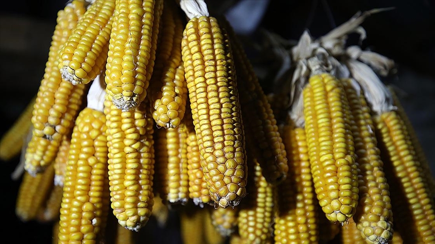 thumbs b c 239acaca70006443747389367a556086