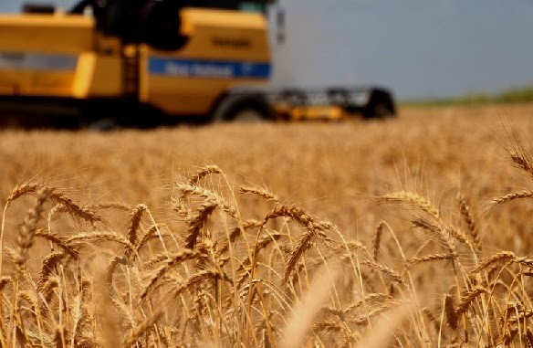 2023 Yılı Buğday ve Arpa Alım Fiyatları Belirlendi