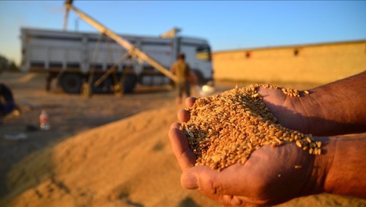 Buğday ve Arpa Alım Fiyatları Üreticiyi Memnun Etti