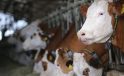 Modern Süt Üretim Tesislerinin Enerji İhtiyacı Güneşten Karşılanıyor