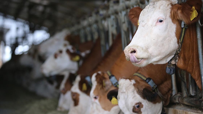 thumbs b c d2d658716d18b5e99c1c718a4515353b