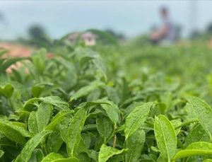 ÇAYKUR, Yaş Çay Bedeli ve Organik Çay Desteklemesini Üreticilerin Hesaplarına Aktardı
