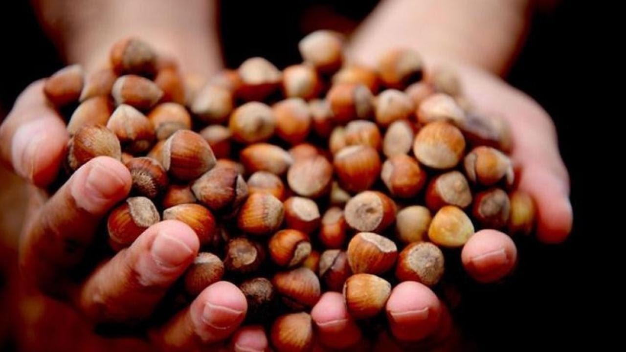 findik fiyat istikrarini koruyor 1696252671 0964