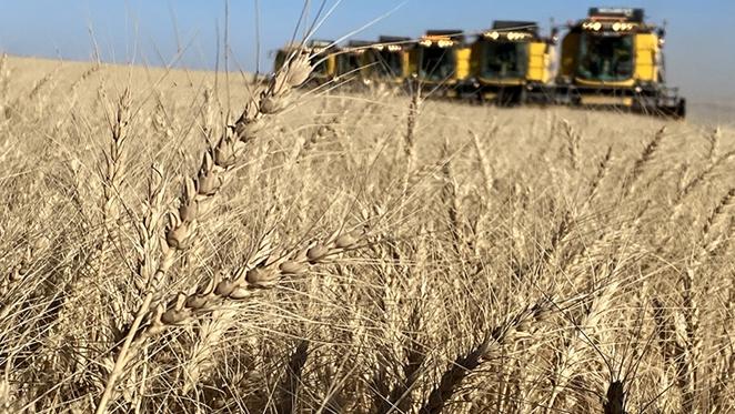 Küresel Piyasalarda Buğday Son 3 Yılın En Düşük Seviyesini Gördü