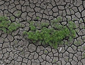 İklim Değişikliğinin Artan Etkileri, Tarımda Daha Fazla Adaptasyon Politikası Gerektiriyor