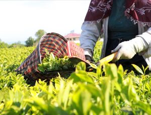 Çay Üreticilerine 1 Milyar 763 Milyon Liralık Destek Ödemesi Yarın Yapılacak