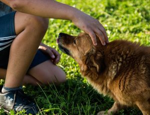 Almanya’da Belediyeler Geçen Yıl Köpek Vergisinden Rekor Gelir Elde Etti