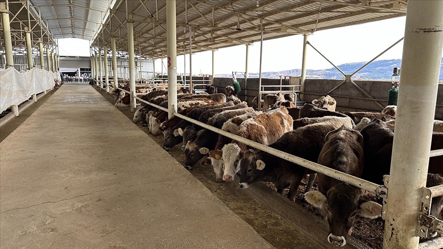 thumbs b c 79a4b62a39ca6c23848e1e23b01582ec