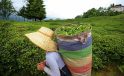 Çay Üreticilerine 303 Milyon 717 Bin Liralık Destek Ödemesi 30 Kasım’da Yapılacak