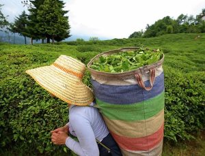 Çay Üreticilerine 303 Milyon 717 Bin Liralık Destek Ödemesi 30 Kasım’da Yapılacak