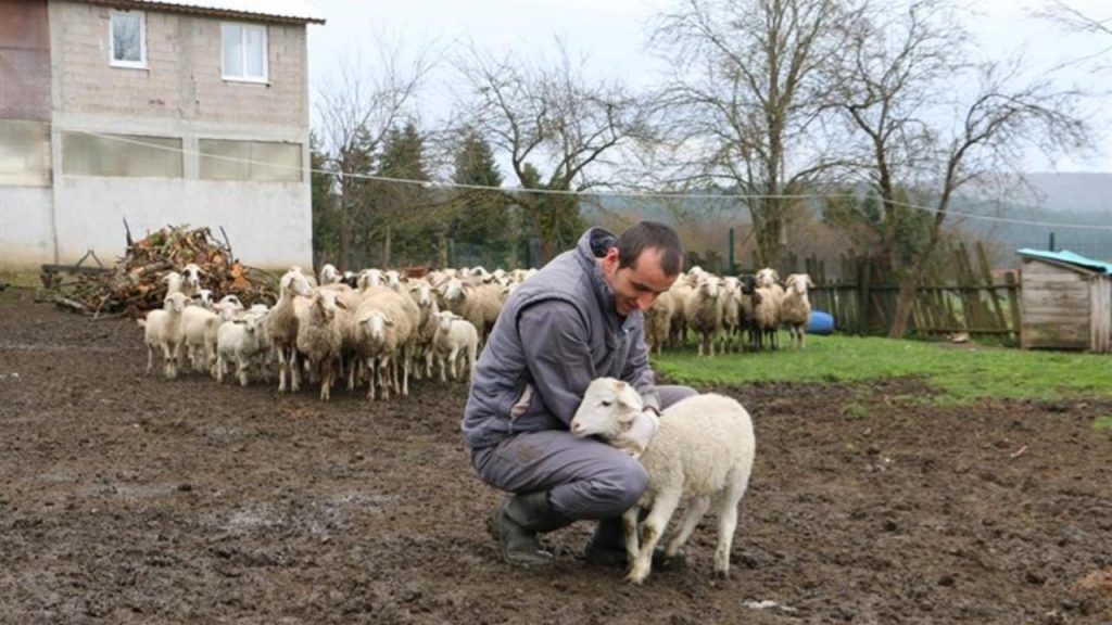 bolu hayvancilik iha 2156104